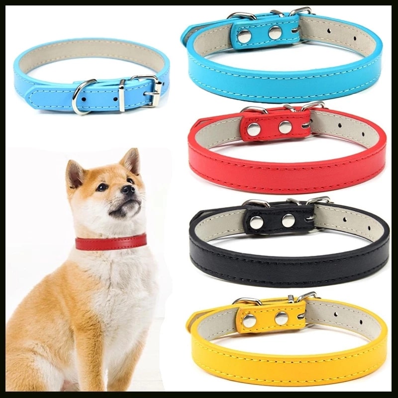 COLORFUL COLLAR